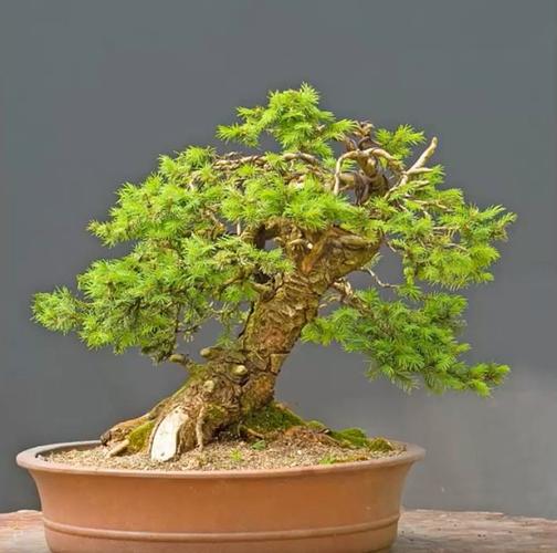 其实松柏也是盆景中的精品,造型不仅巧夺天工,寿命更是长久不衰