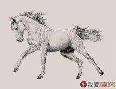 素描教程 素描风景  马的素描图片大全马的白描图骏马线描