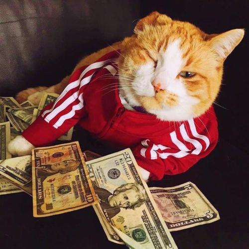 萌猫头像,闺蜜头像,多人头像,三人头像,有钱