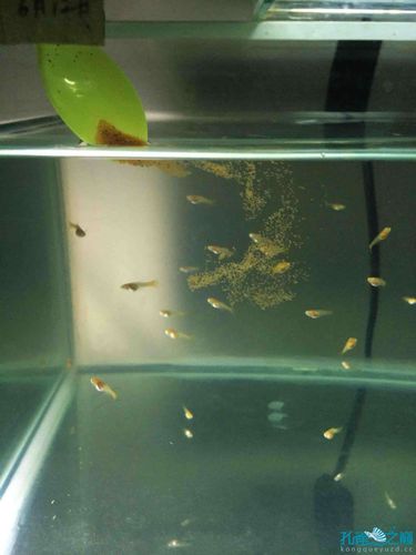 喂食刚孵化出来的丰年虾