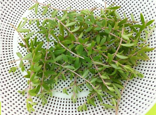 这种草养着比吊兰好看,凉拌比豆芽好吃,还能护肝!