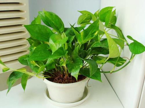 养护|绿萝怎么养长得快