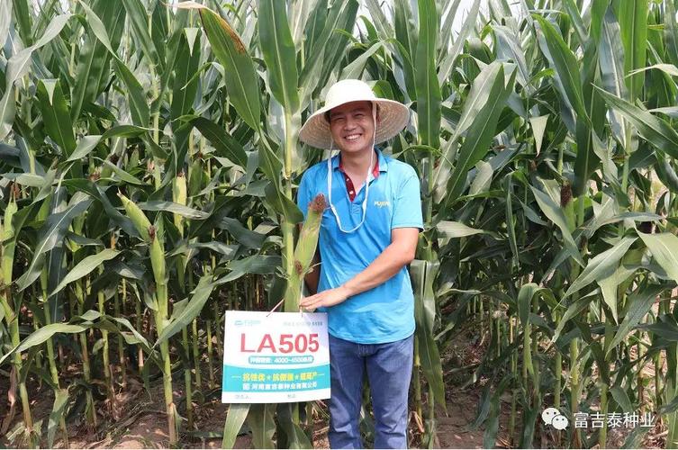 最新审定红轴大棒la505高产玉米种2017通过河南省审定,三年试验结果均