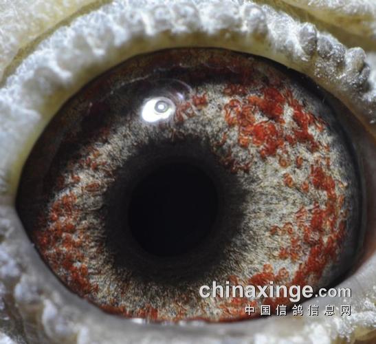 搜鸽天下-信鸽足环查询查成绩-一组老品系鸽眼图片(图)