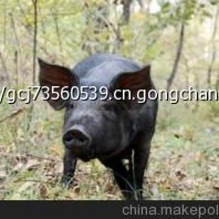 宠物黑猪头像图片