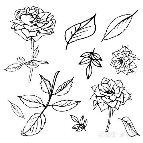 美丽的黑白玫瑰和叶子