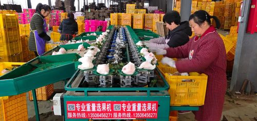 耙耙柑分果机,凯祥脐橙柑桔全自动重量分选机,凯祥柑桔选果机厂