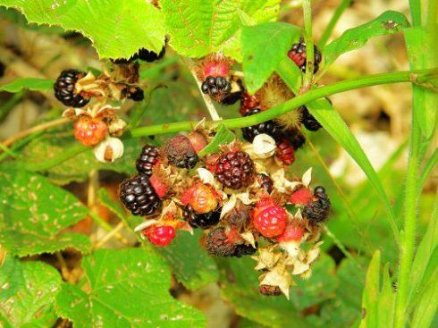 (在乡村拍到的野果子,幼时我常到刺藤里去寻觅,味有点酸甜.)