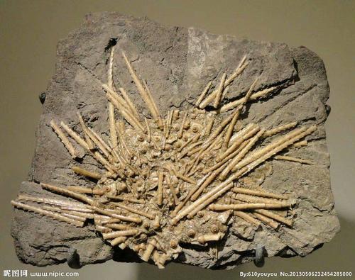 从其保存特点看,可大致分为四类:实体化石,模铸化石,遗迹化石和化学