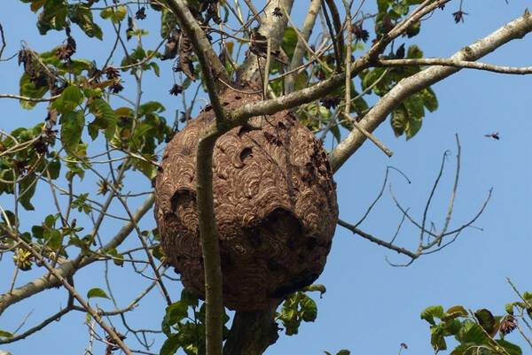 家里有马蜂窝的预兆家里来了马蜂说明了什么