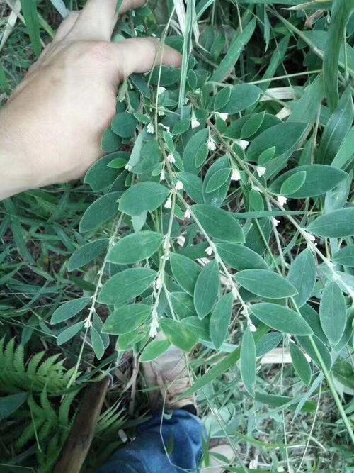 四叶参山海螺奶参狗头参羊奶参乳头薯