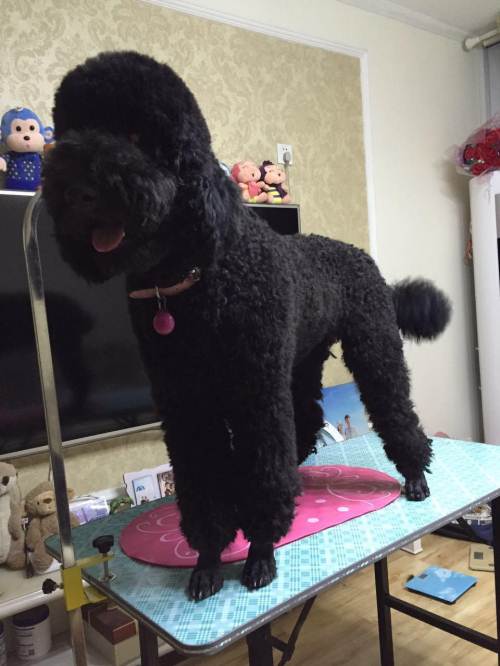 40天的巨贵4000元(公母均有)