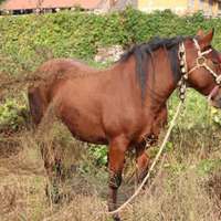 微信枣红马头像图片【点击鼠标右键下载】