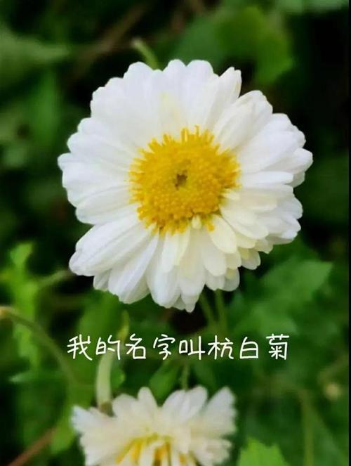 亮晶晶菊花海天女散花好运来8个美人舞蹁跹赏花喝茶听故事