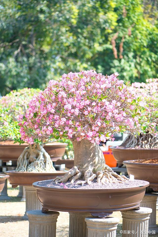 沙漠玫瑰的形态特征,你知道多少呢?