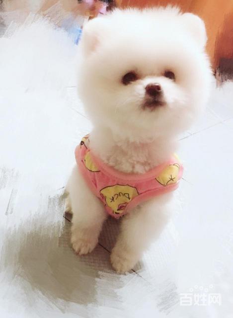 真实图片洛阳本地家养精品哈多利希俊介装球体博美幼犬