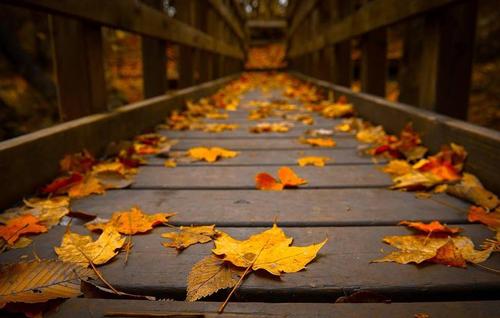 秋天有凉意的说说伤感_到了秋天伤感说说配图