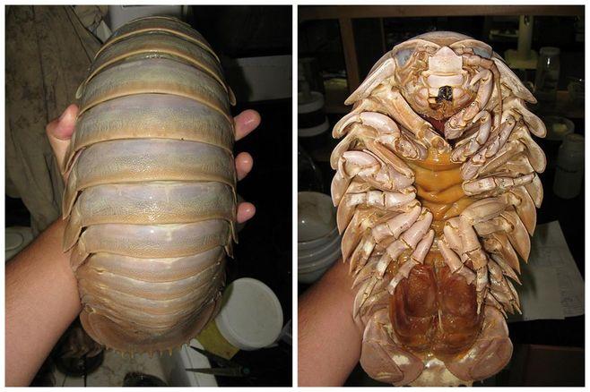 大王具足虫.现存最大的等足类动物.被称.