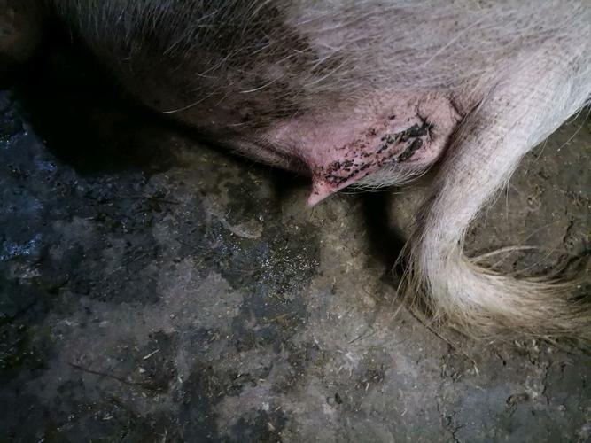 妊娠母猪今天配种第27天了,水门流是流出白色的,物体是不是发情了?