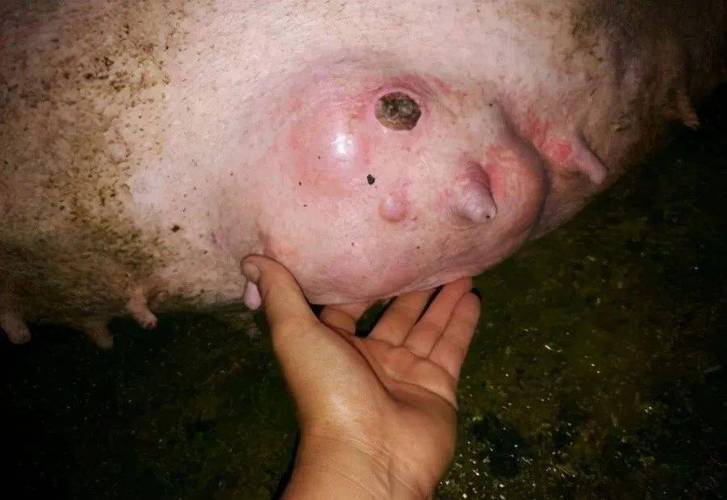 母猪乳房炎正确治疗方法,老兽医无私分享,养猪户学会不花冤枉钱