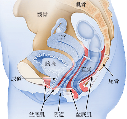 盆底出"故障",就有大麻烦