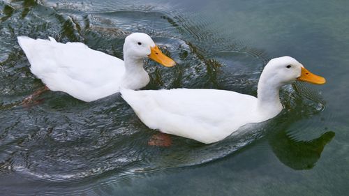 鸭子图片大全,分享一组分类动物图片给大家,图中的桌面壁纸壁纸
