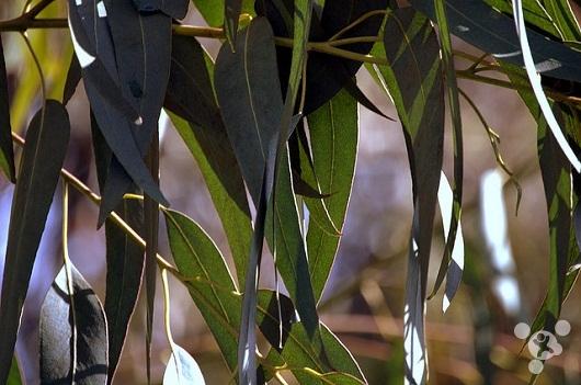 摇钱树的叶子和花