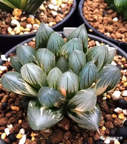 19.玉露-大型霓虹灯锦6.2cm