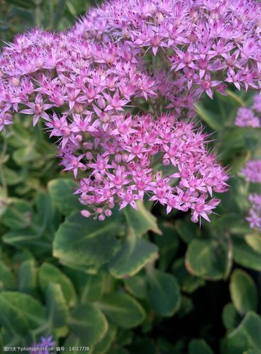 八宝景天蝎子草图片