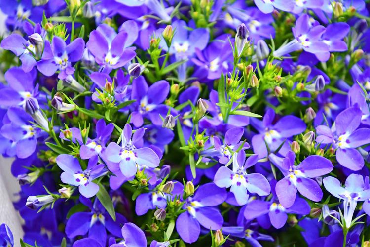 桔梗科六倍利花原创拍摄