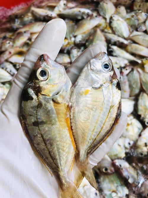 每天分享一种鱼:油叶鱼_海鲜_减肥_上班族_牛肉_dha_美肤_美味_养胃