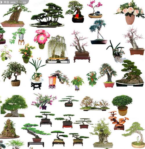 罗汉松盆景图片 园艺分层素材