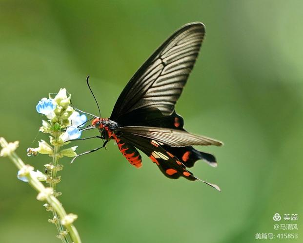 多姿多彩的红珠凤蝶
