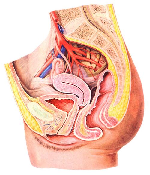 女性骨盆正中矢状切面