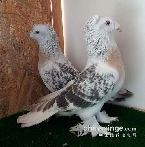 太漂亮了!国外观赏鸽集萃