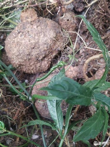 贵州特产生雪胆500g 中草药材蛇莲曲莲罗锅底苦金盆赛金
