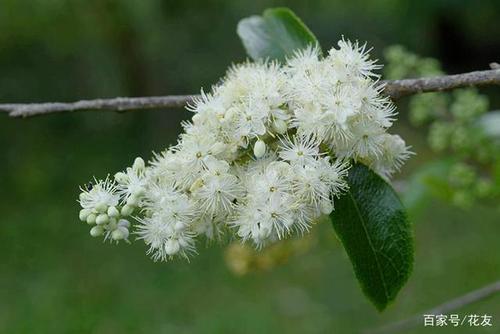 白檀,又称乌子树,碎米子树,山葫芦,蛤蟆涎,白花茶,灰木,檀花青,砒霜