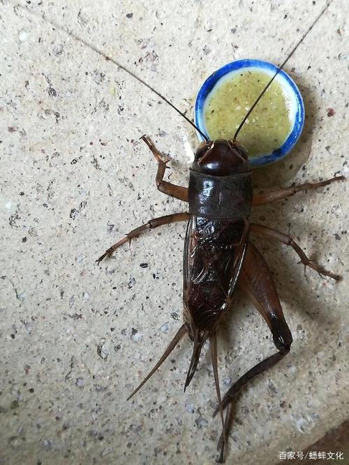 油葫芦欣赏:黄色,腿大,胡须长