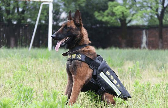 中国警犬因为胆小淘汰要被出售还有警猫警鼠警猪是怎样的轻武专栏