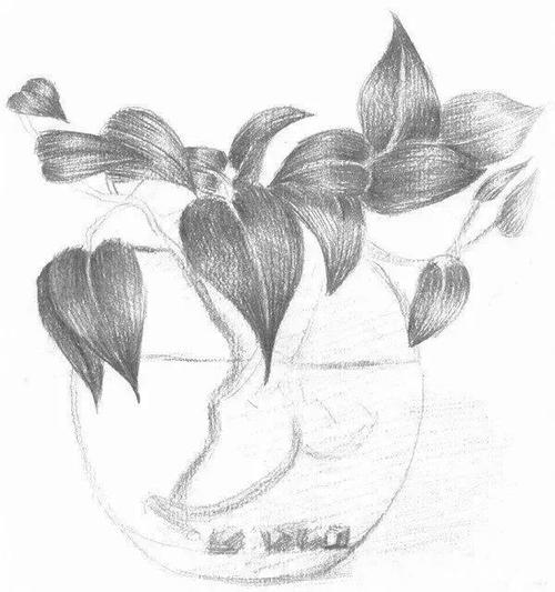 素描教程:绿萝素描画怎么画?简单又详细的教程必看!