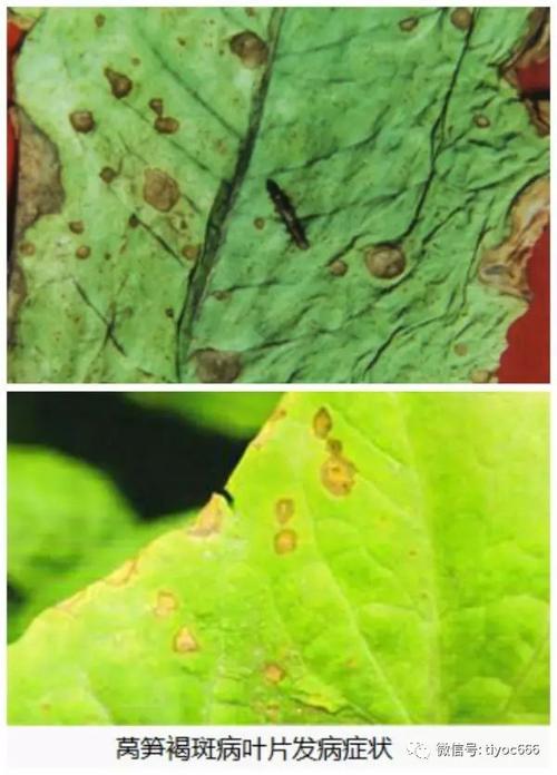 八,莴苣褐斑病