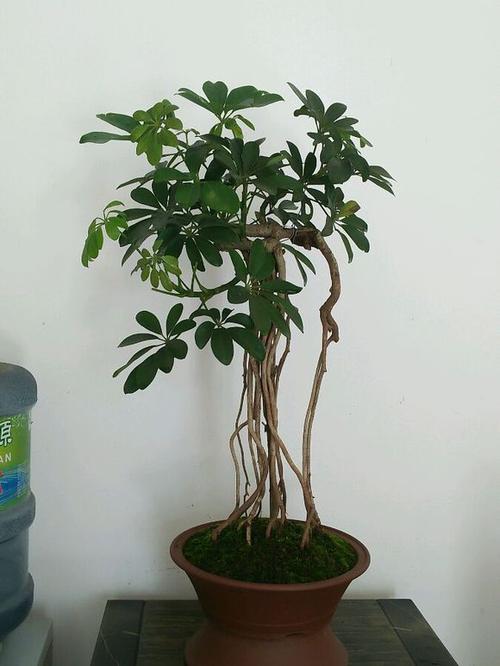 鸭掌木图片盆景大全(2)