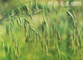 野燕麦的功效与作用
