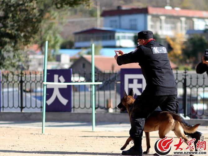 你们知道史宾格和拉布拉多犬是如何执行任务的吗?
