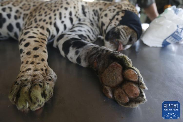 正文 ↑2020年9月27日,在巴西戈亚斯州一个动物保护中心,美洲豹爪子的