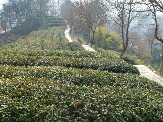 怀着好奇与热情来到祁门,茶山公园已经失去了她昨日的清秀,换上今日