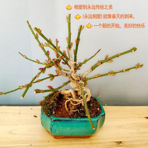 2虎蹄迎春花老桩迎春花盆景三台迎春带花苞微型提根耐寒冻植物六年