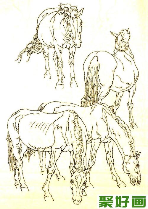 马的素描图片大全马的白描图骏马线描画法大图34副