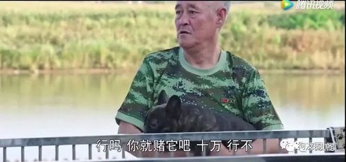 【狗友圈法牛篇】《王大拿卖法牛视频》完整版:2018法牛经济呈井喷式