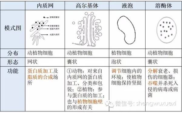 高一生物细胞器同步练习题